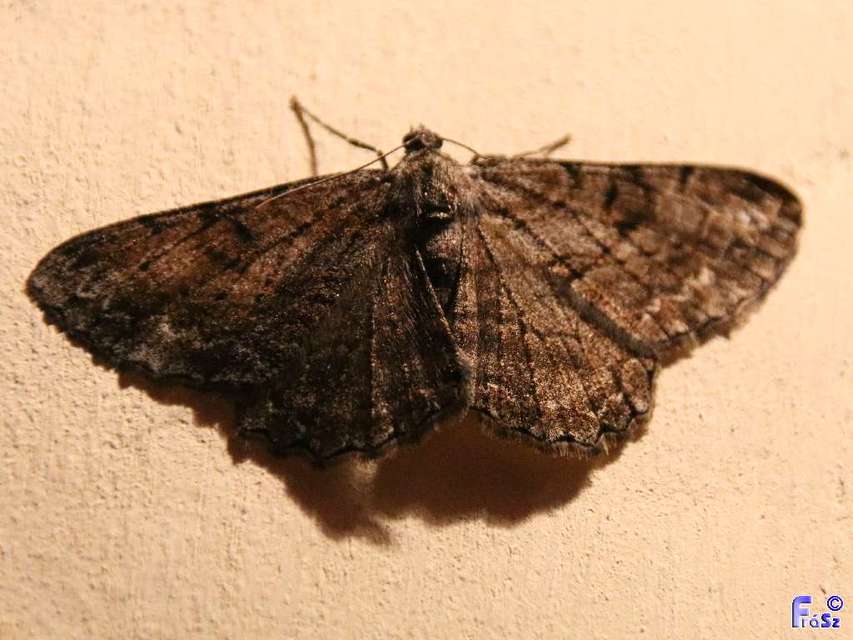 Peribatodes rhomboidaria - ékköves faaraszoló