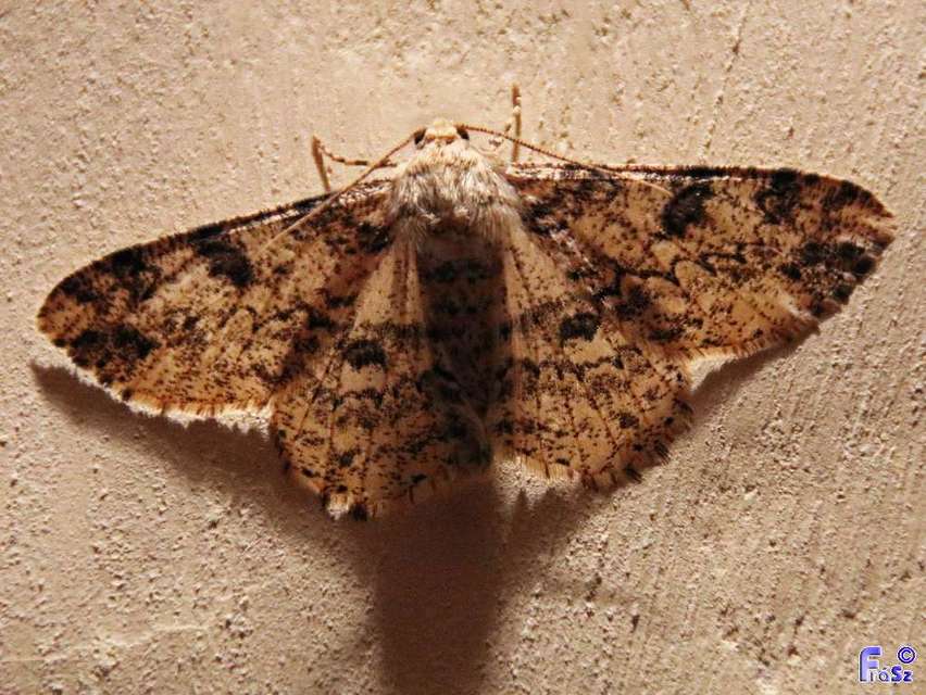 Ascotis selenaria - holdas faaraszoló