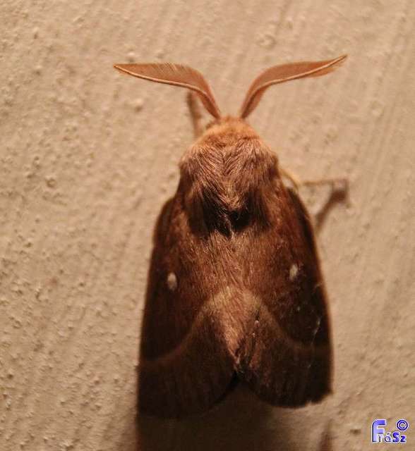 Lasiocampa trifolii - lóhereszövő