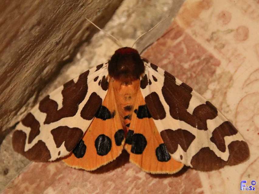 Arctia caja - közönséges medvelepke