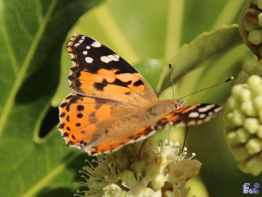 Vanessa cardui - bogáncslepke