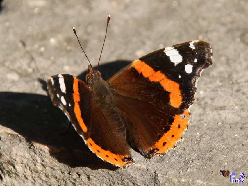 Vanessa atalanta - atalantalepke