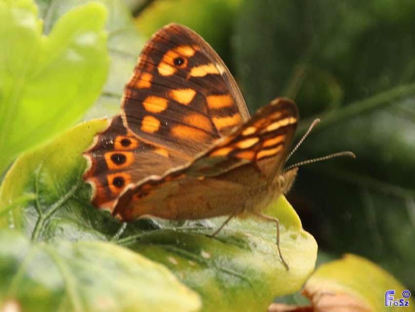 Pararge xiphioides
