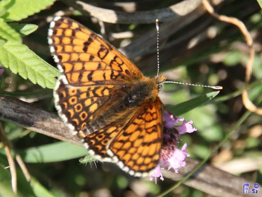 Melitaea cinxia - réti tarkalepke