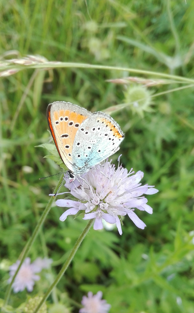 Lycaena dispar rutilus - nagy tűzlepke
