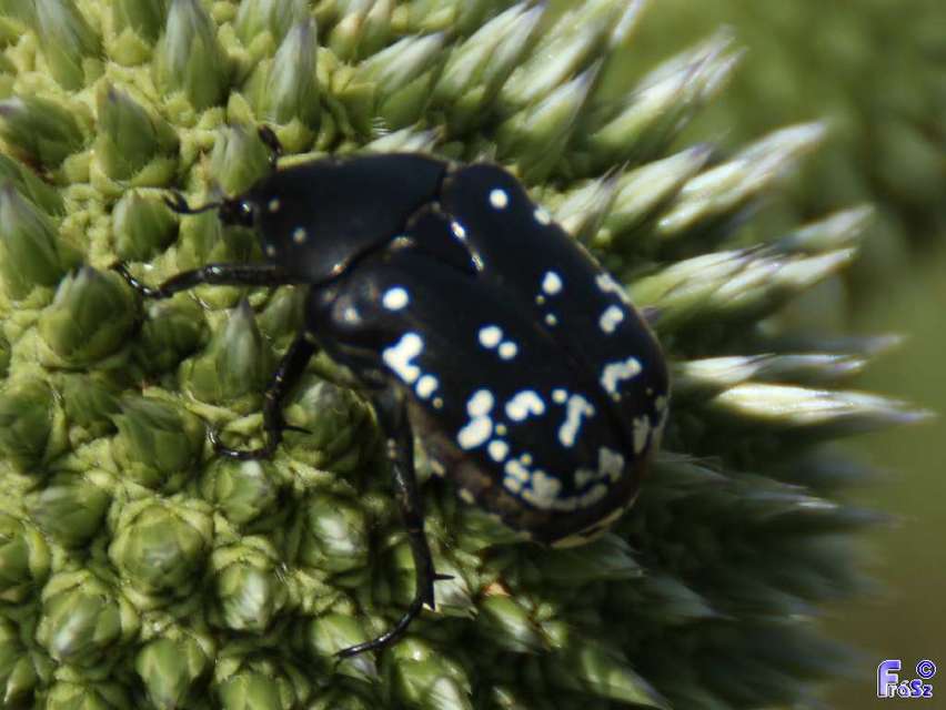 Oxythyrea cinctella