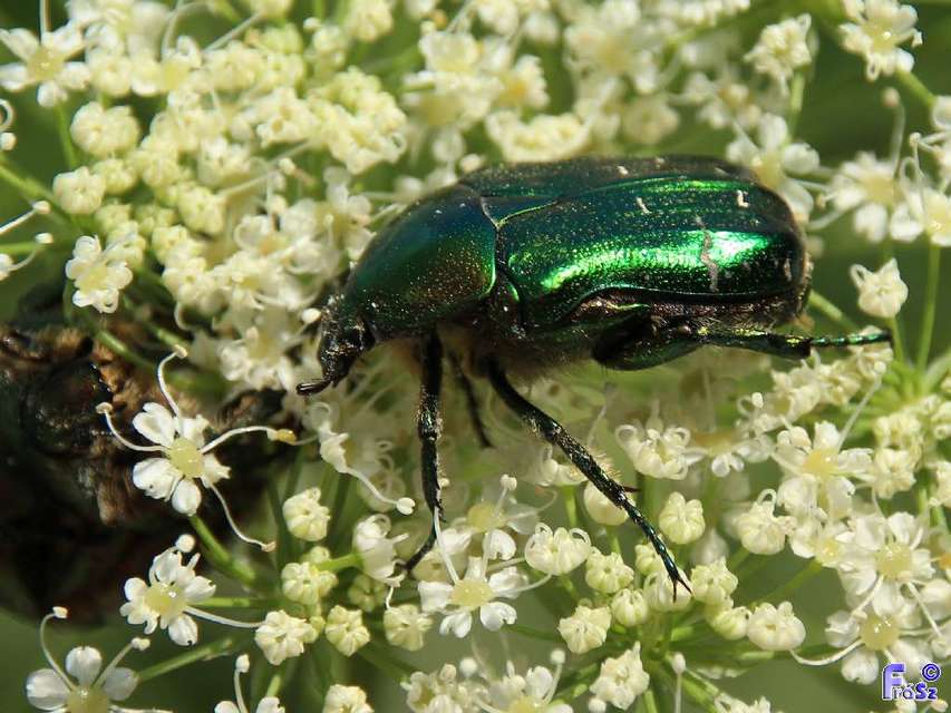 Cetonia aurata - aranyos virágbogár