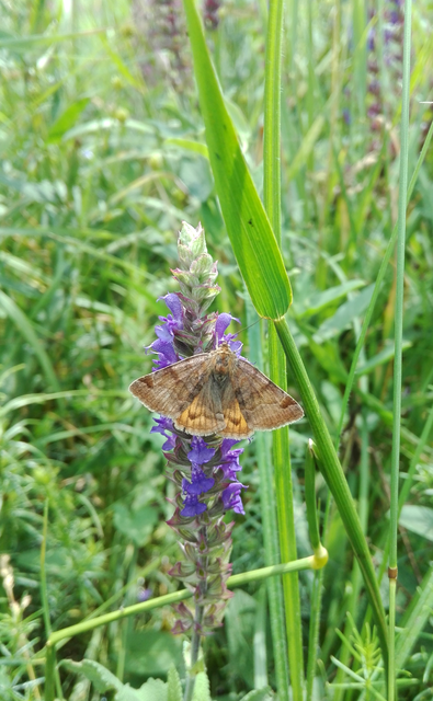 Euclidia glyphica - közönséges nappalibagoly