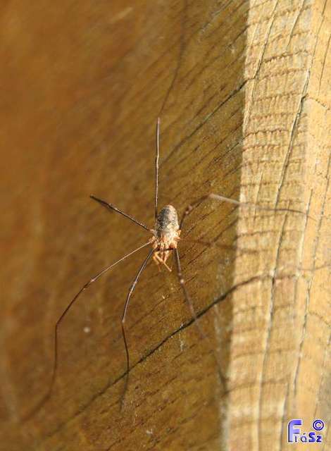 Phalangium opilio