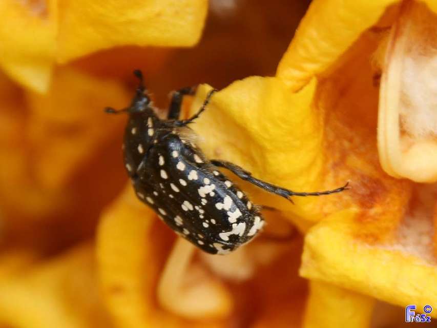 Oxythyrea funesta - sokpettyes virágbogár