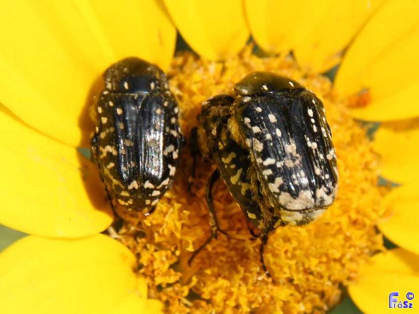 Oxythyrea funesta - sokpettyes virágbogár