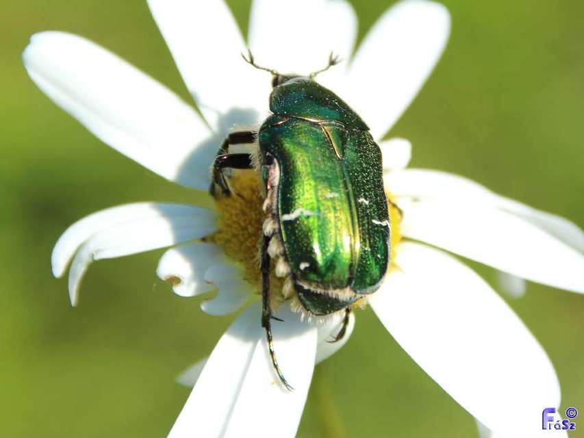 Cetonia aurata - aranyos virágbogár