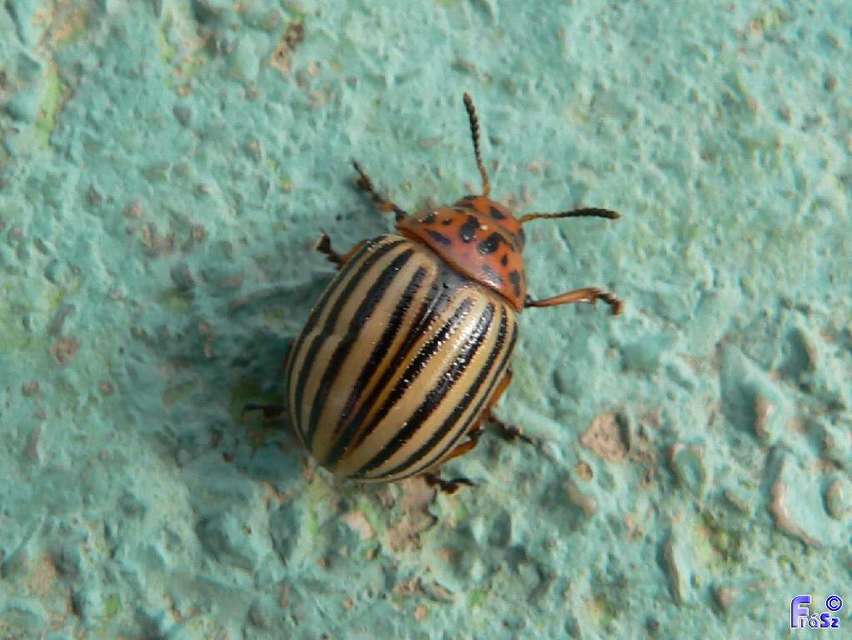 Leptinotarsa decemlineata - burgonyabogár
