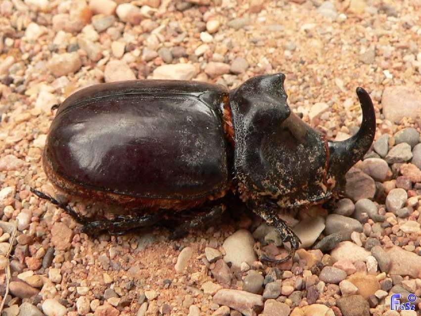 Oryctes nasicornis - orrszarvú bogár