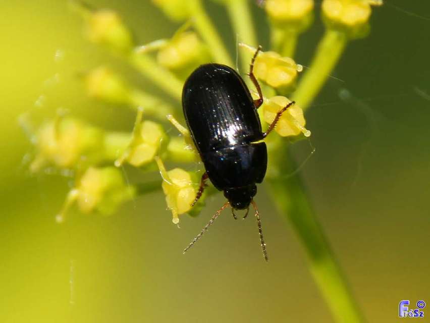 Amara familiaris - kerti közfutó Amara familiaris - kerti közfutó