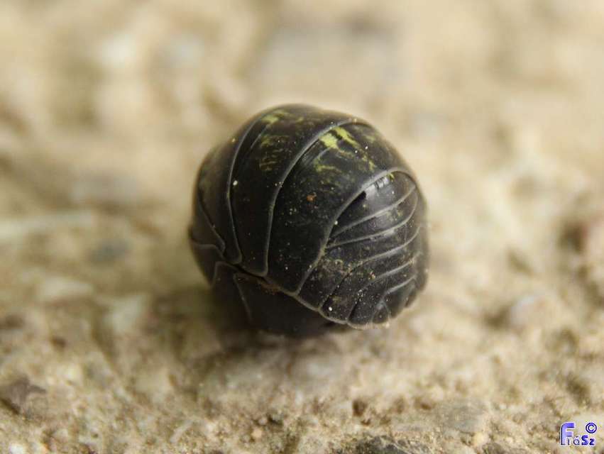 Armadillidium