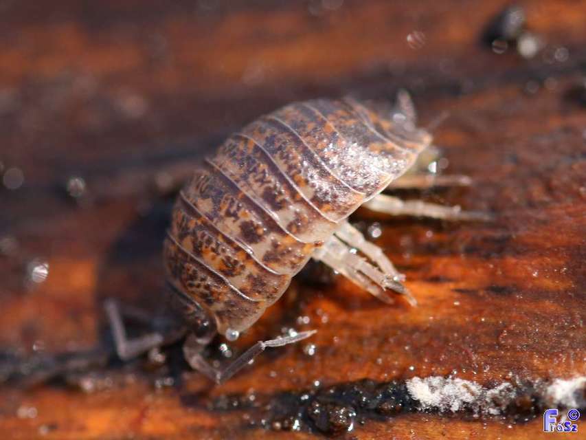 Trachelipus