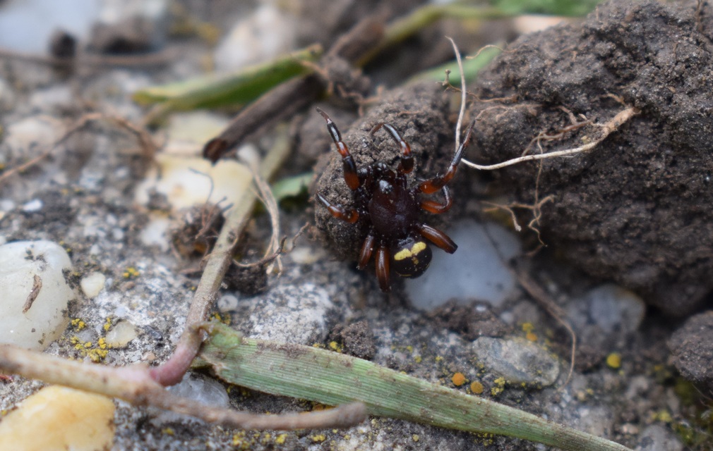 Asagena phalerata/meridionalis