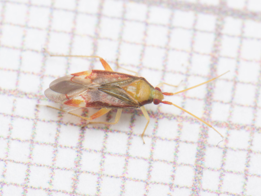 Pseudoloxops coccineus Pseudoloxops coccineus