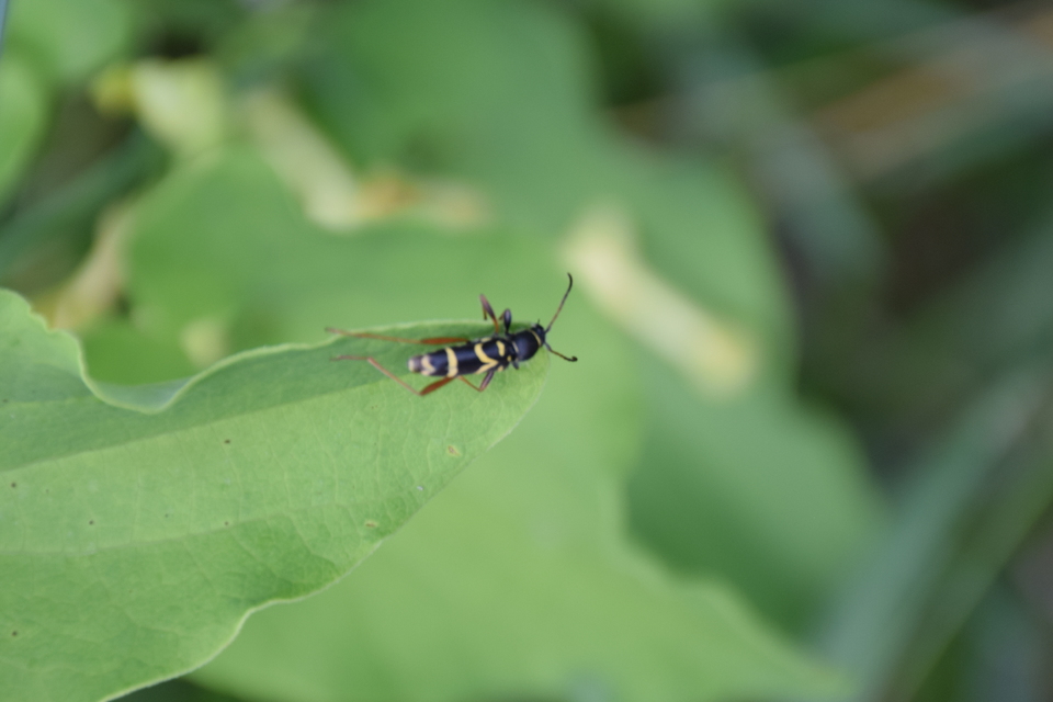 Clytus arietis - közönséges darázscincér