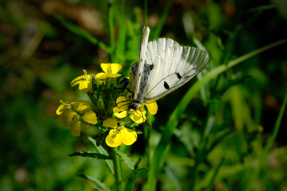 Parnassius mnemosyne - kis apollólepke