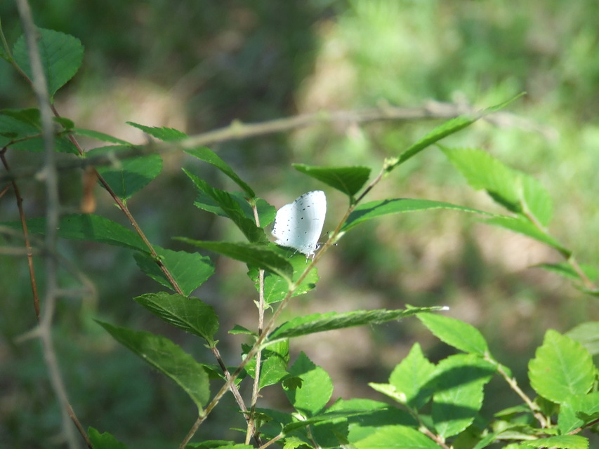 Celastrina argiolus - bengeboglárka