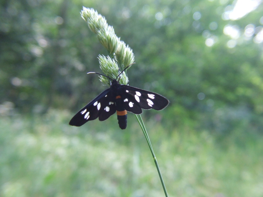 Amata phegea - fehérpettyes álcsüngőlepke