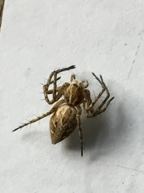 Oxyopes heterophthalmus - homoki hiúzpók
