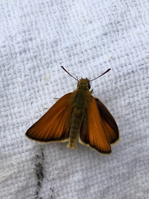 Thymelicus lineola - vonalas busalepke