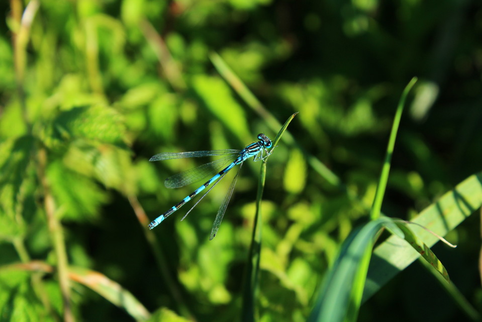 Coenagrion ornatum - díszes légivadász