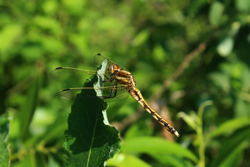 Orthetrum albistylum - fehérfarkú pásztorszitakötő