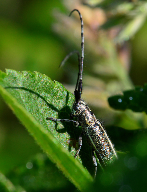 Agapanthia cardui - sávos bogáncscincér