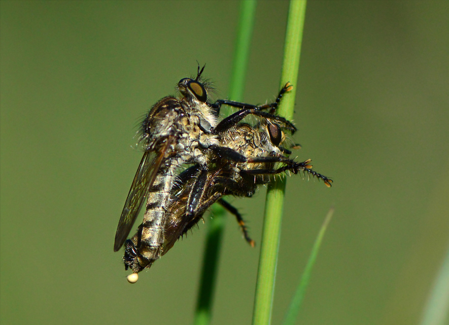 Asilidae - rablólégyfélék