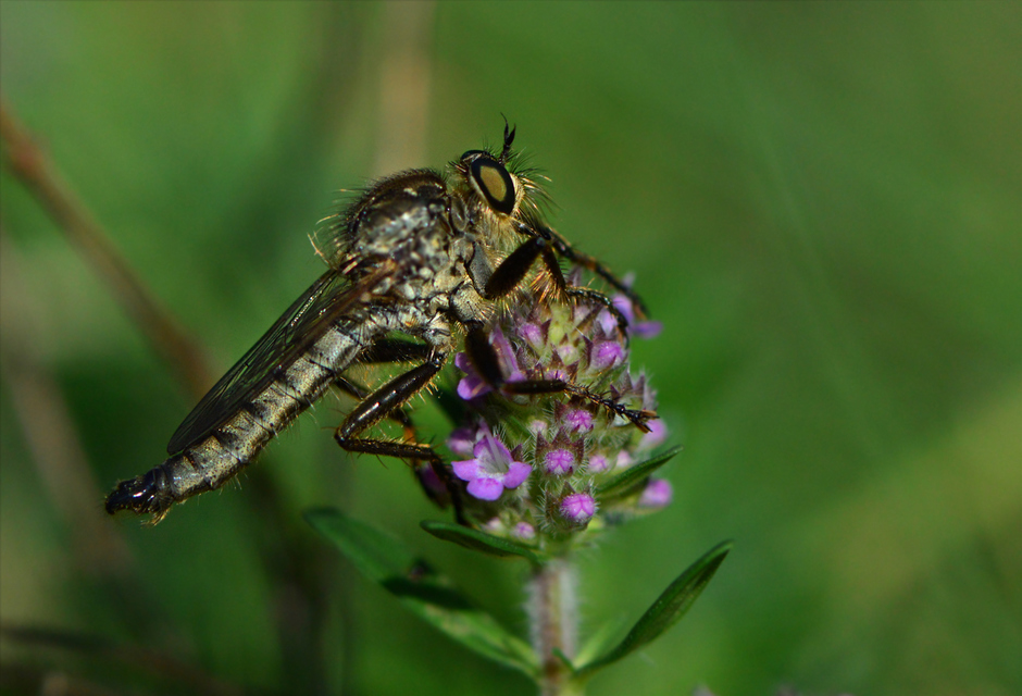 Eutolmus rufibarbis