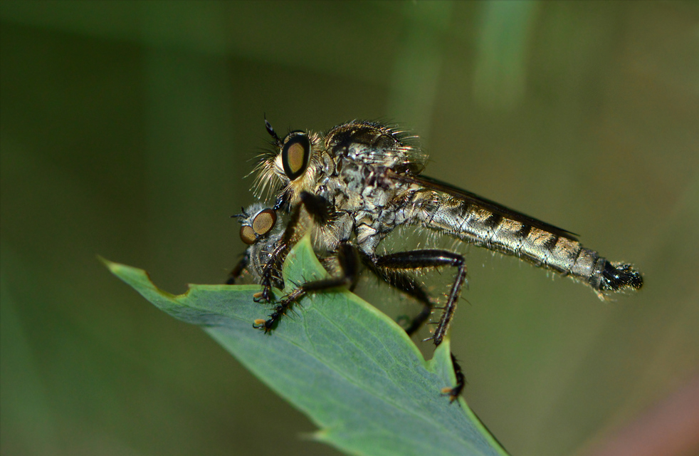 Eutolmus rufibarbis