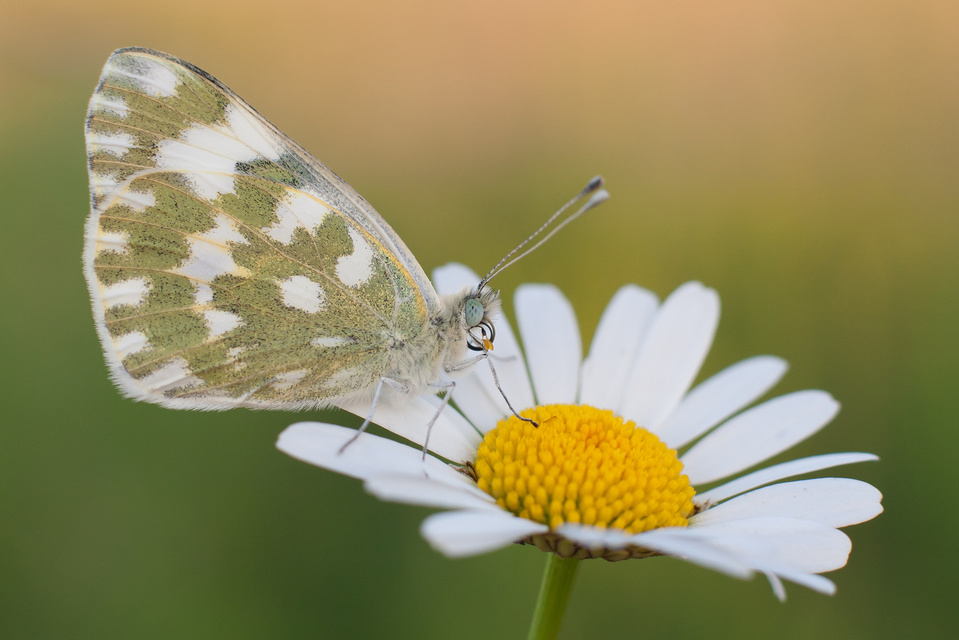 Pontia edusa - rezedalepke