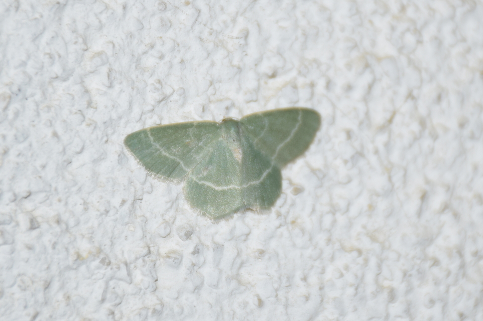 Chlorissa viridata - üdezöld araszoló