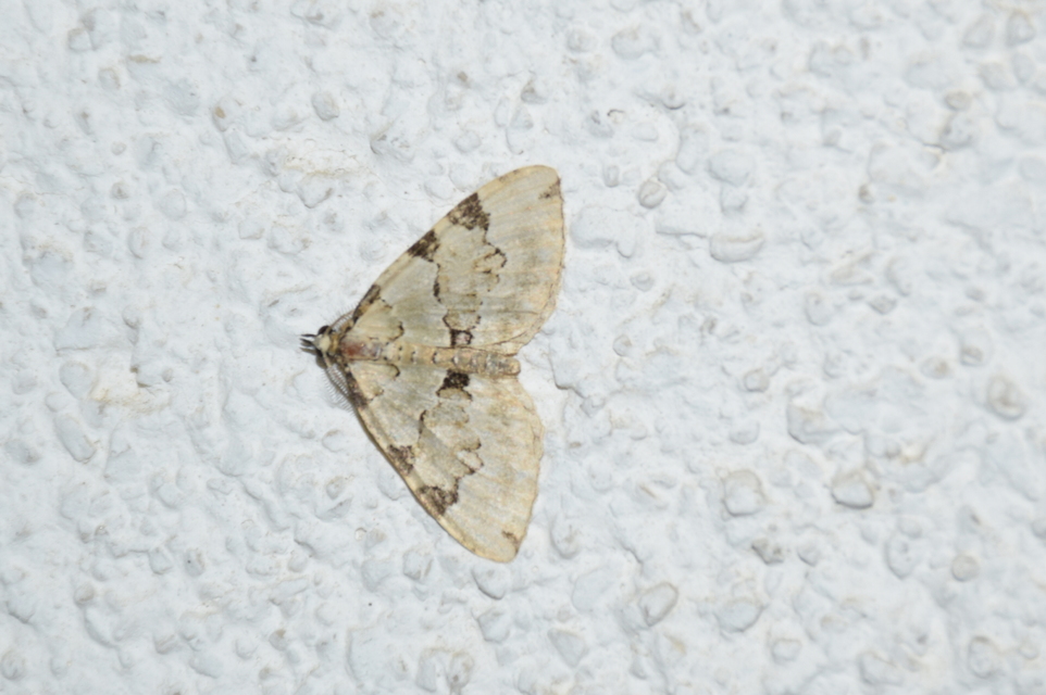 Colostygia pectinataria - zöld levélaraszoló