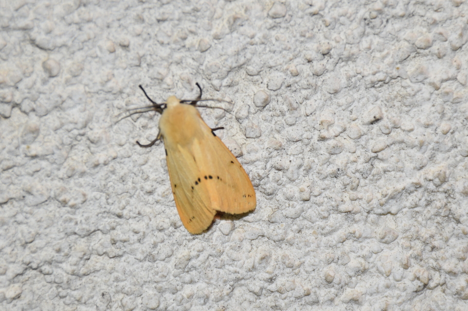 Spilarctia lutea - sárgás medvelepke