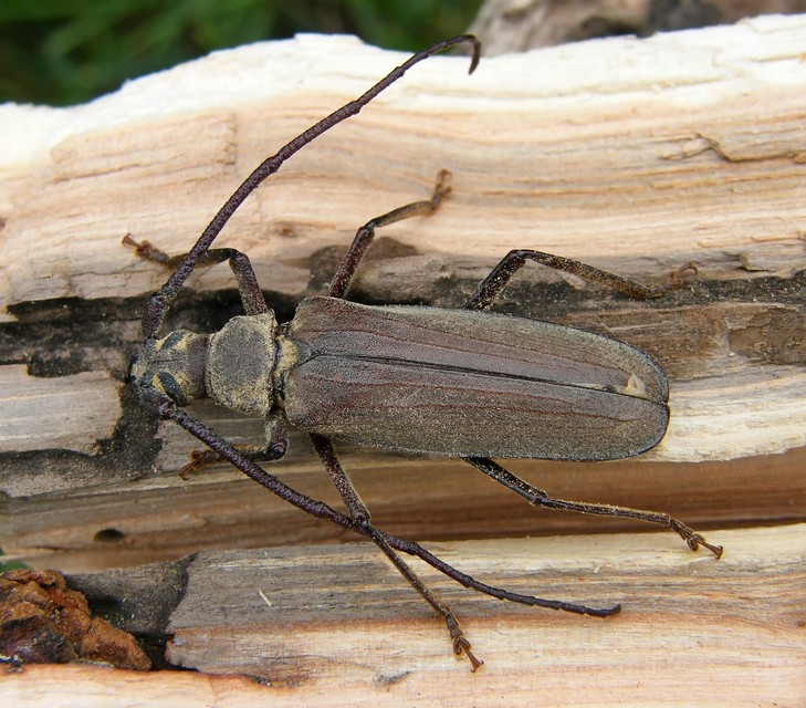 Aegosoma scabricorne - diófacincér