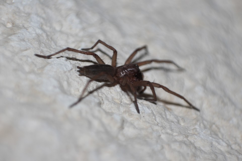 Gnaphosidae - kövipókok
