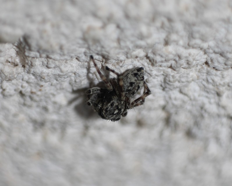 Salticidae - ugrópókok