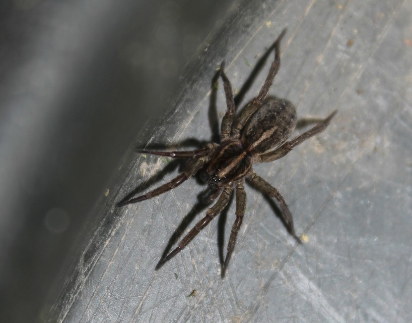 Trochosa