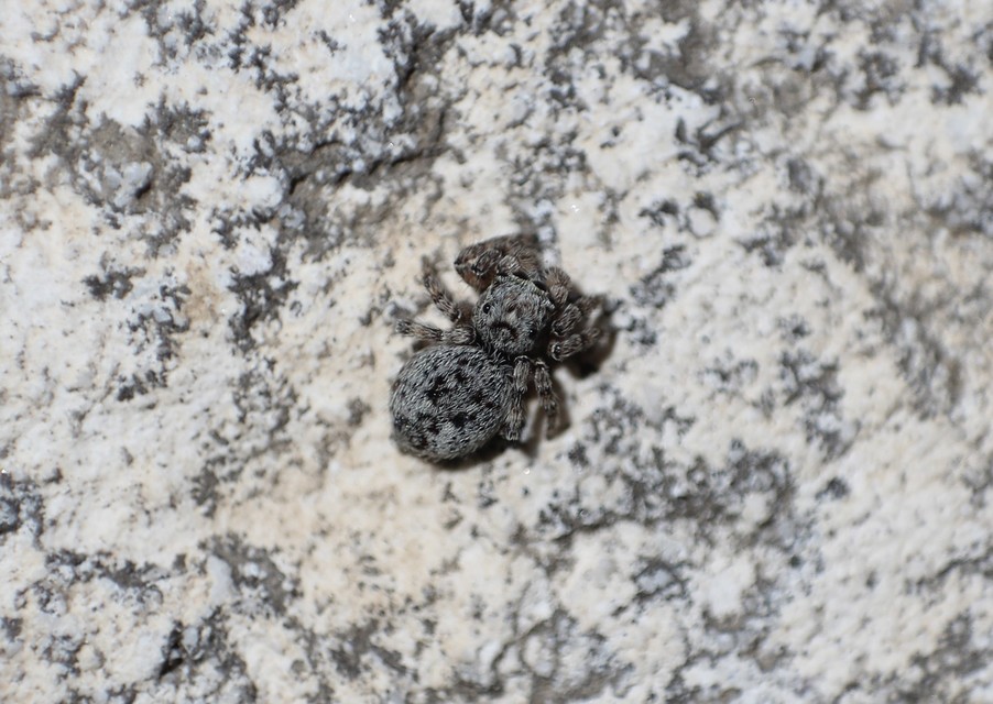 Salticidae - ugrópókok
