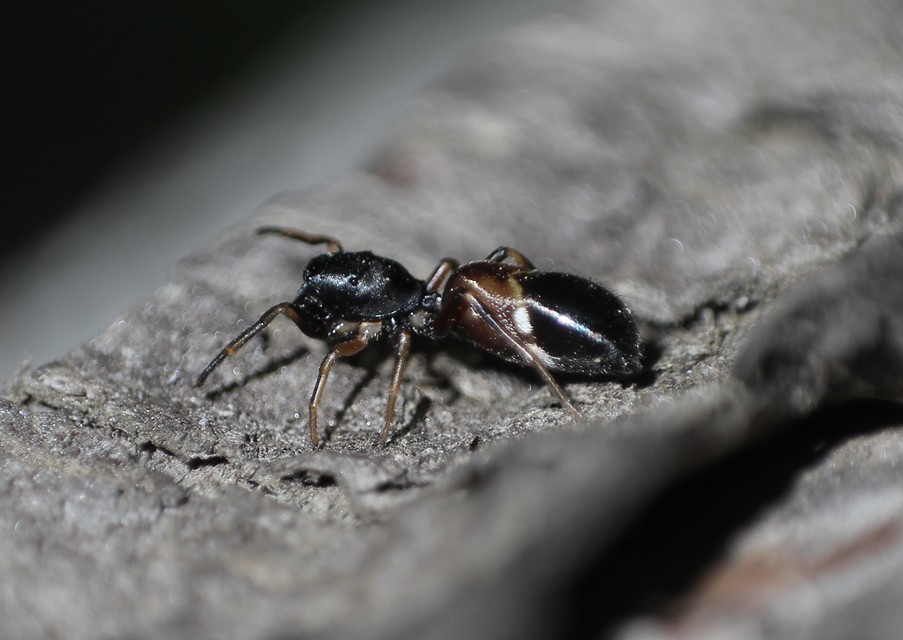 Leptorchestes berolinensis - fekete hangyautánzópók