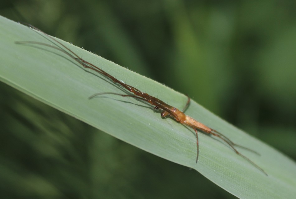 Tetragnatha
