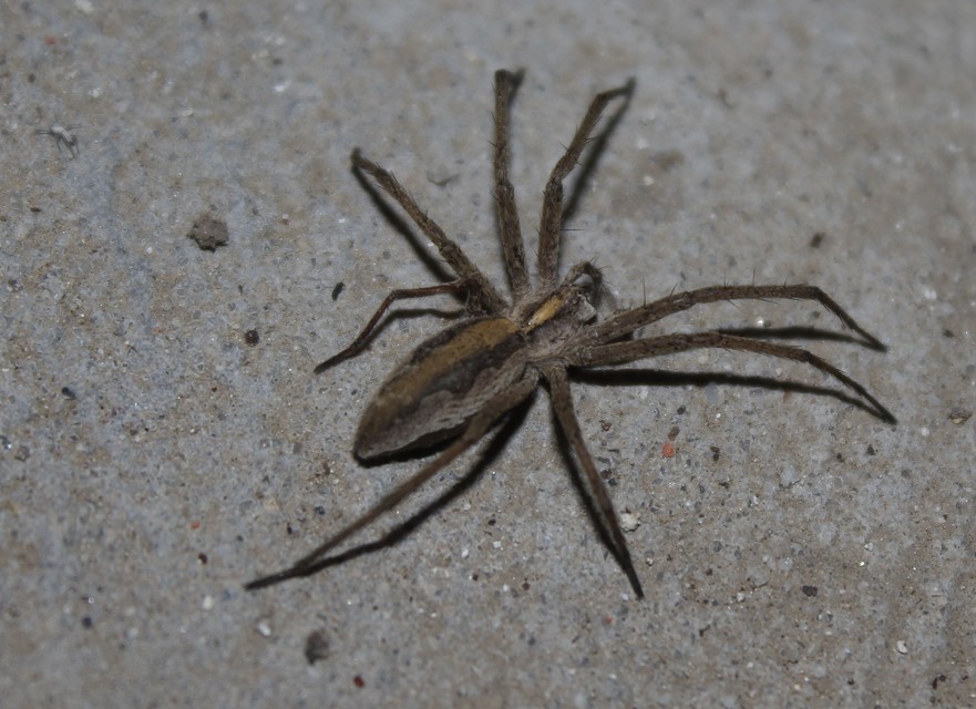Pisaura mirabilis - csodáspók