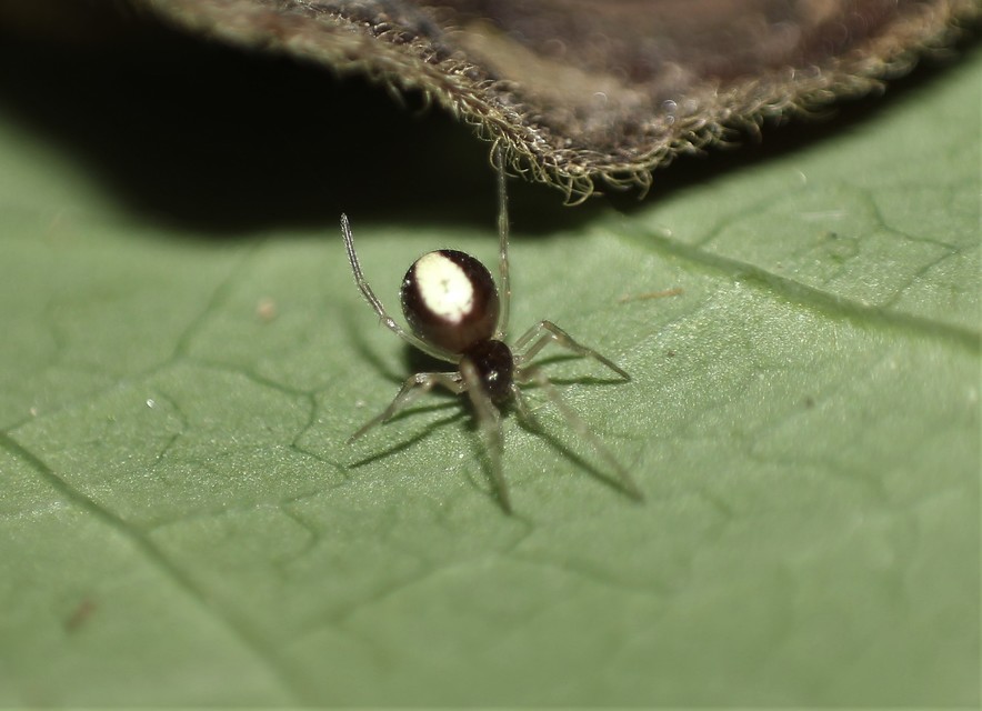 Neottiura bimaculata - dudva törpepók