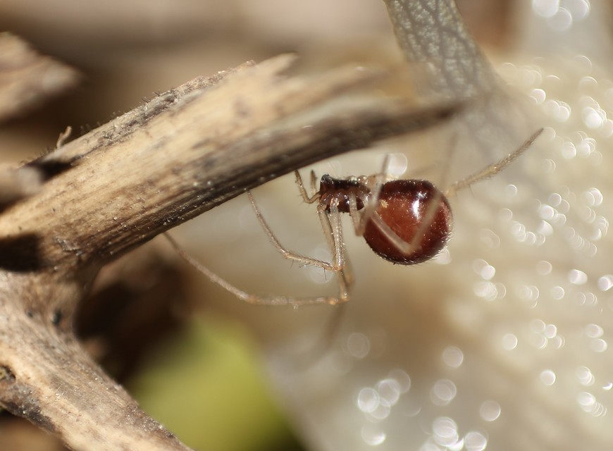 Neottiura bimaculata - dudva törpepók