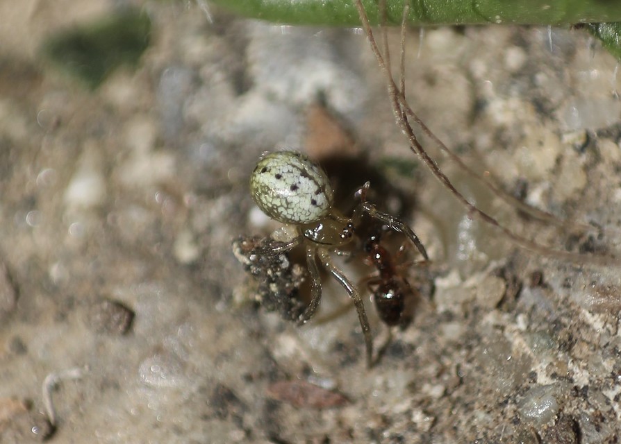 Enoplognatha
